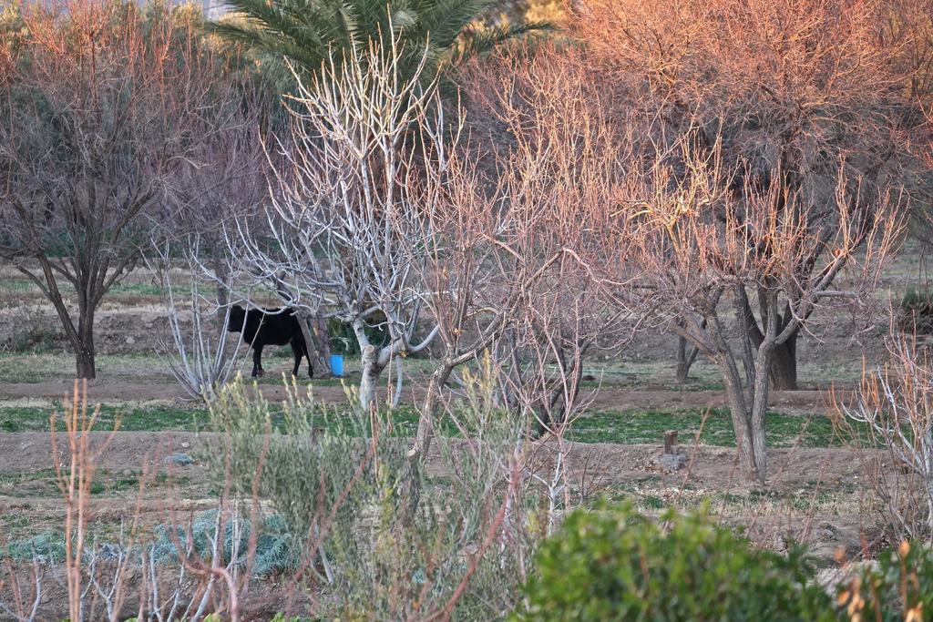 Sawadi Ecolodge Skoura Ngoại thất bức ảnh